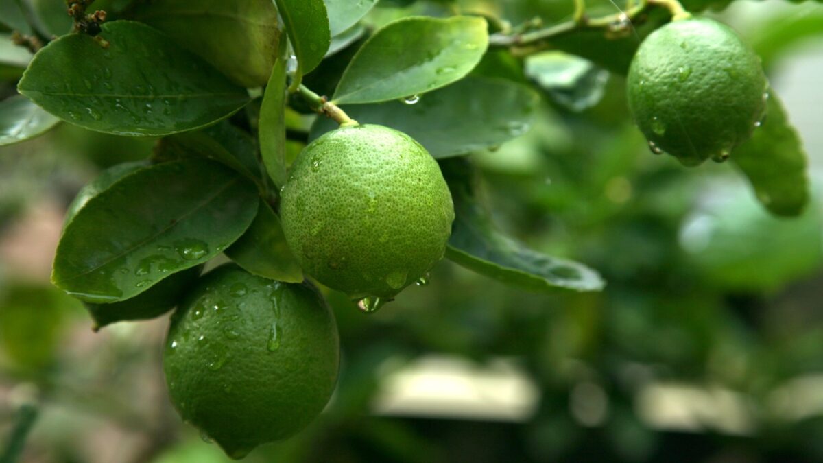 Green Lemons